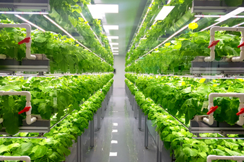 From farm to fork: Market channels for high-tech vegetable farms