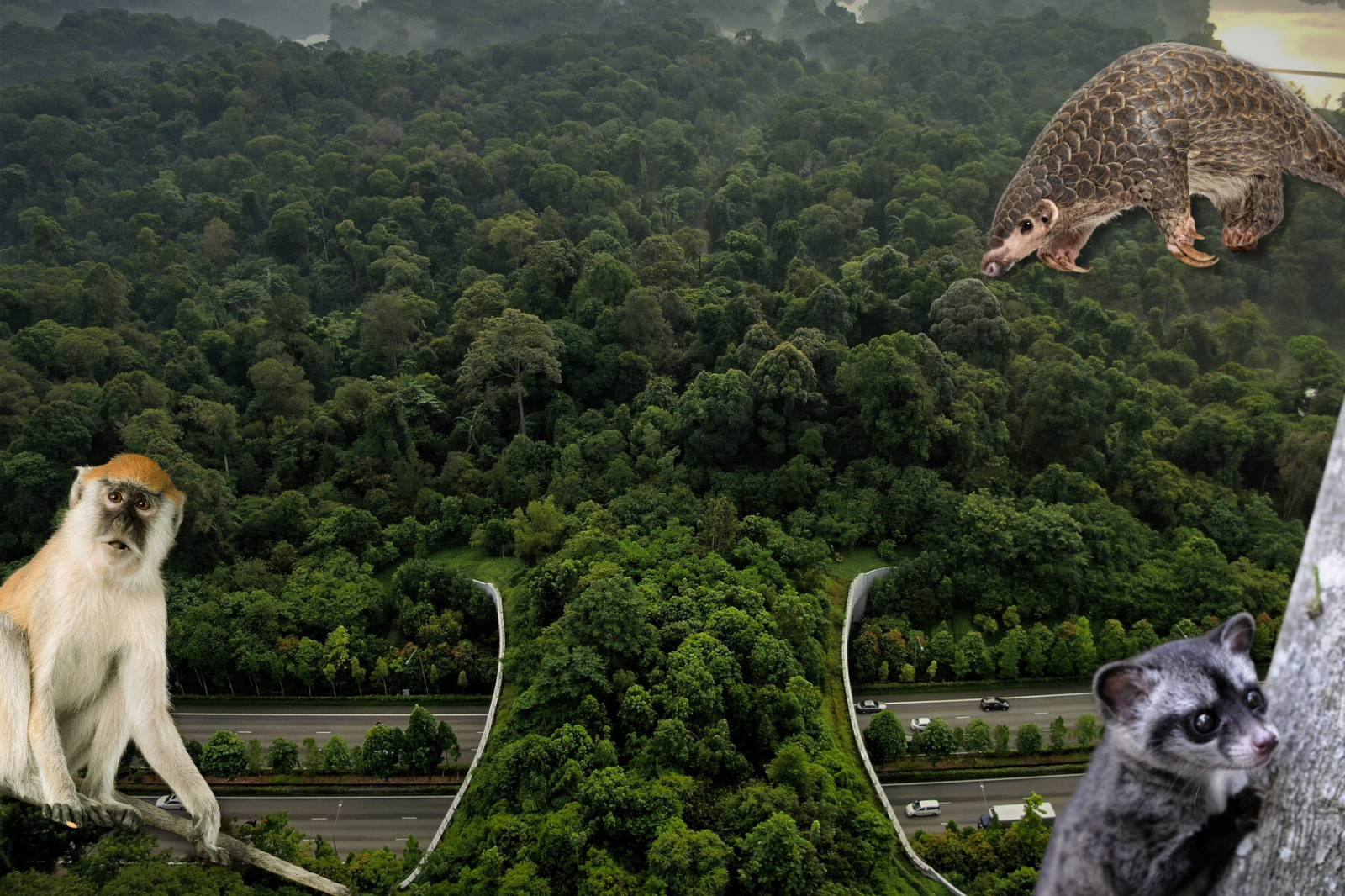 The kiasu support - 8