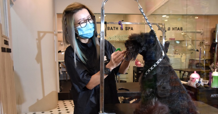 An employee grooming a pet dog at Pet Lovers Centre