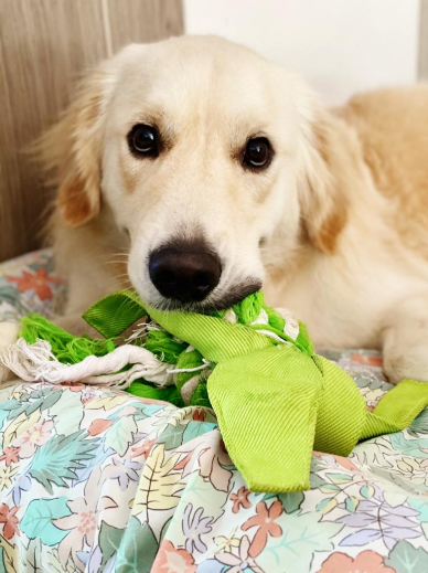 Joel Skadiang's dog, customer of Pet Lovers Centre