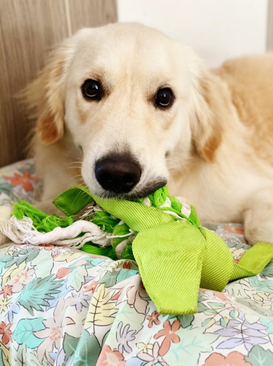 Joel Skadiang's dog, customer of Pet Lovers Centre 