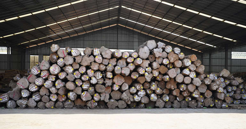 Every log at Scanteak’s supplier facility in Indonesia is serial-numbered for traceability
