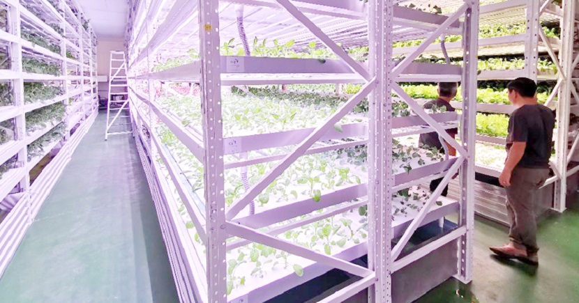 Yan San Metals' 1,500 sq ft indoor farm