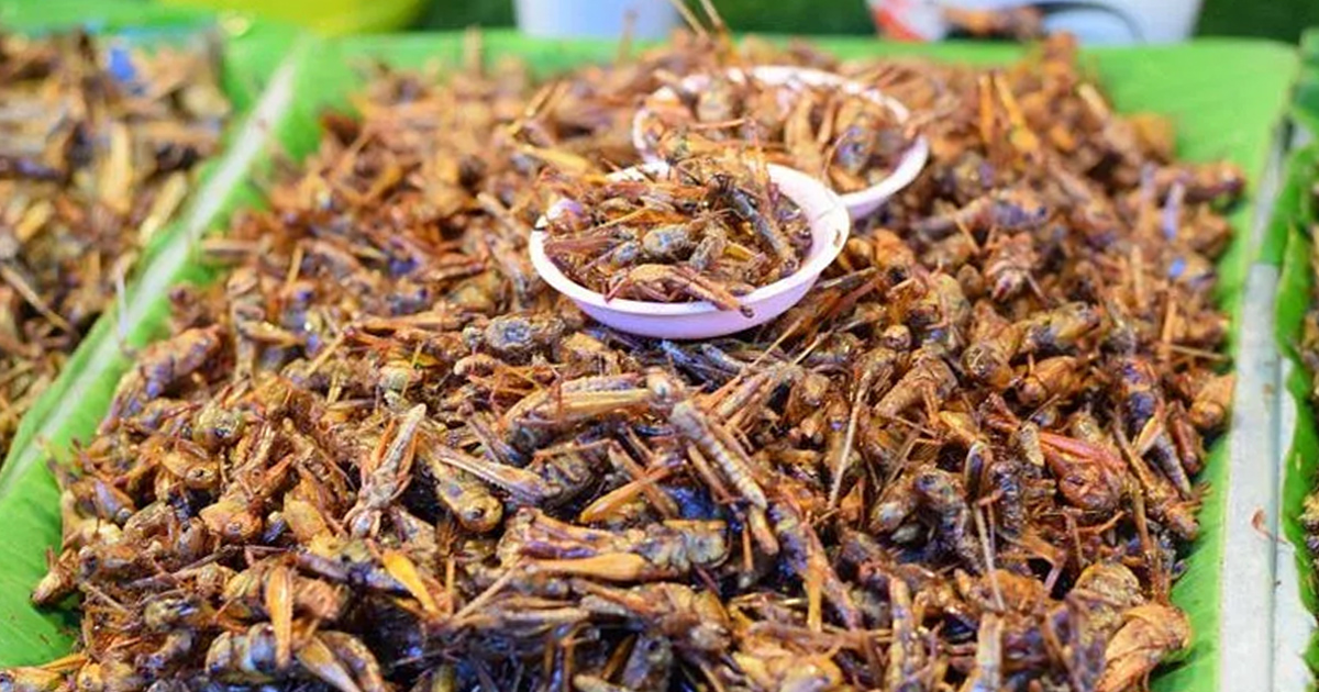Serving up insects and hybrid proteins on the plate